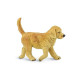 Safari Μινιατούρα Golden Retriever Puppy