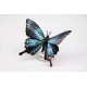 Assembli 3D Paper Butterfly Blue Mountain (13 x 18 x 5 cm)