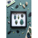 Assembli 3D Paper Beetle Set - Green Blend