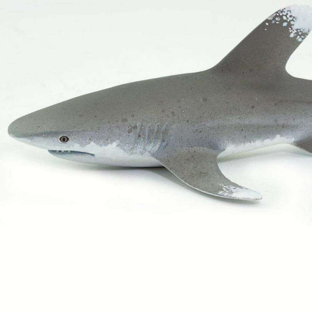 Safari Oceanic Whitetip Shark Ωκεάνιος Λευκοπτέρυγος Καρχαρίας