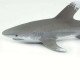 Safari Oceanic Whitetip Shark Ωκεάνιος Λευκοπτέρυγος Καρχαρίας